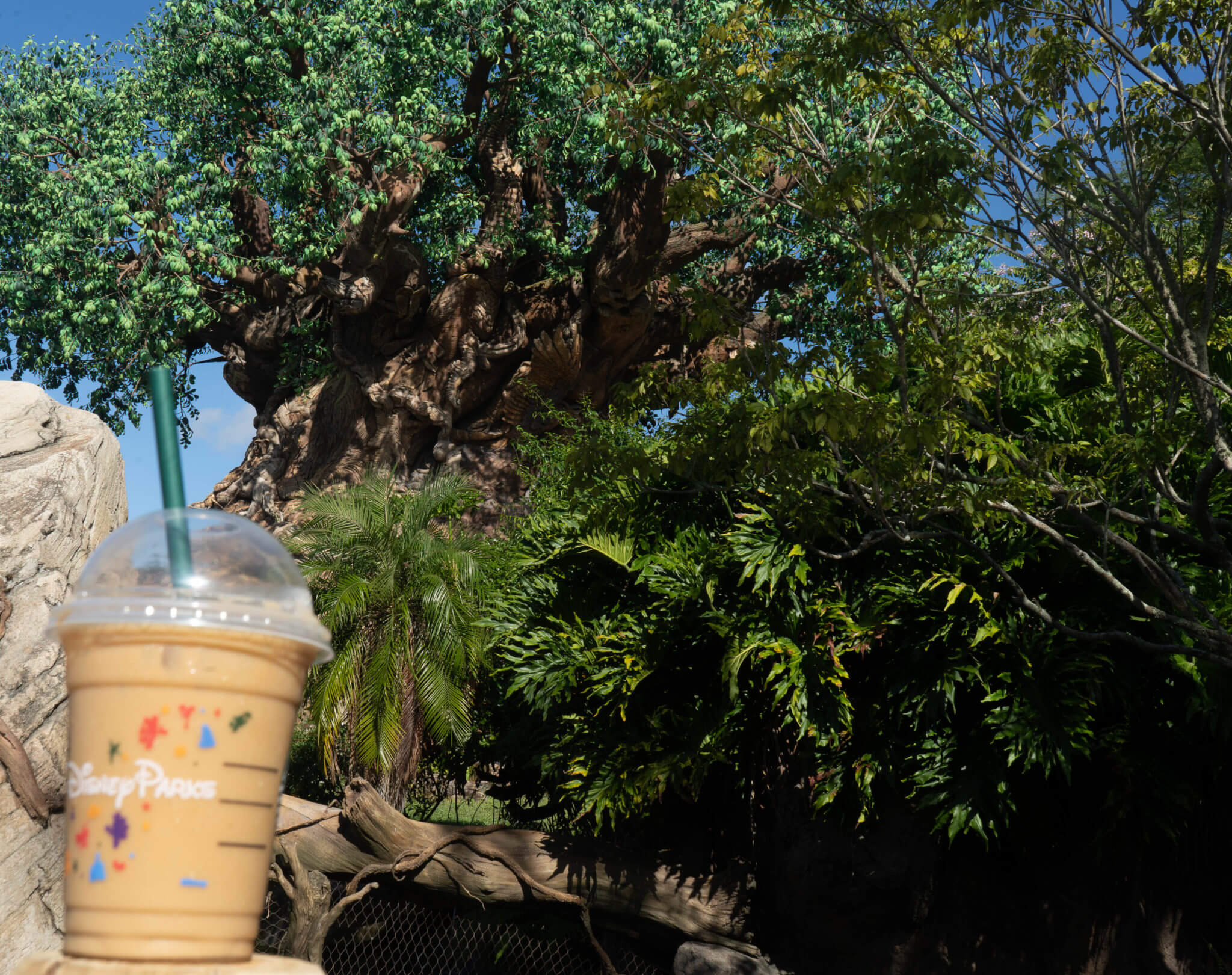 Iced Starbucks latte in front of Tree of Life at Animal Kingdom in Disney World